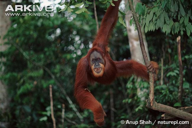 This handsome chap has the characteristic 'beard' of the Sumatran species of orang-utan. (C) Anup Shah naturepl.com