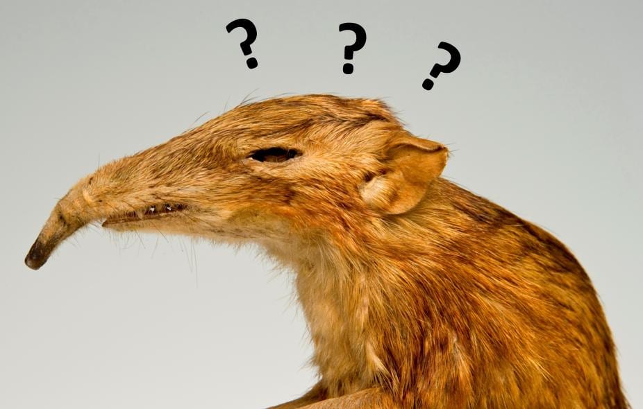It's enough to confuse an elephant shrew. 