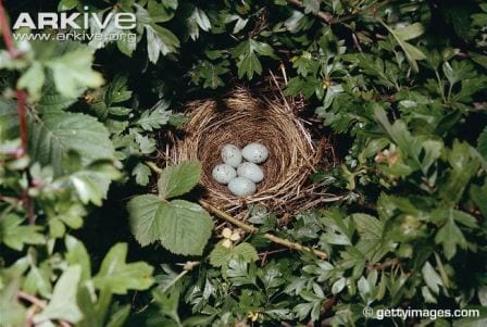 The nest of a bullfinch, hidden in a hedgerow. © gettyimages.com