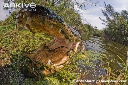 A very close close-up of an American alligator. © Andy Murch / Elasmodiver.com