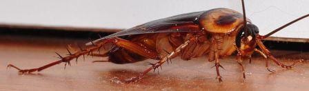 A close up showing the beautiful colours of the American cockroach. (Image by Glueball, obtained from www.commons.wikimedia.org)