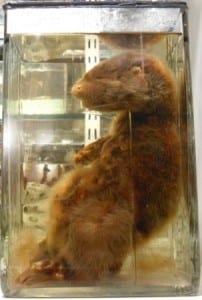 The preserved female European otter ( Lutra lutra ) at the Grant Museum of Zoology. LDUCZ-Z2329.