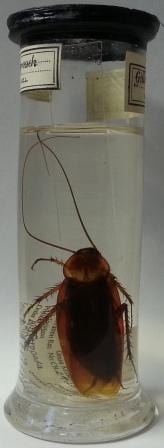 American cockroach (Periplaneta americana), LDUCZ-L3255.