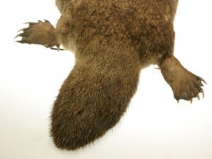 Back end of platypus, showing his poison spurs LDUCZ-Z20