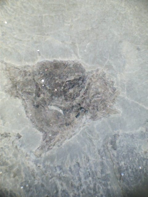 LDUCZ-V941 Close up of Rhamphodopsis sp. fossil fish head