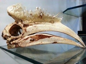 Hornbill skull showing strange casque LDUCZ-NON1154
