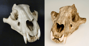 Lion (left) and tiger (right) skulls. Or is it the other way round? LDUCZ-Z1644 and LDUCZ-Z396