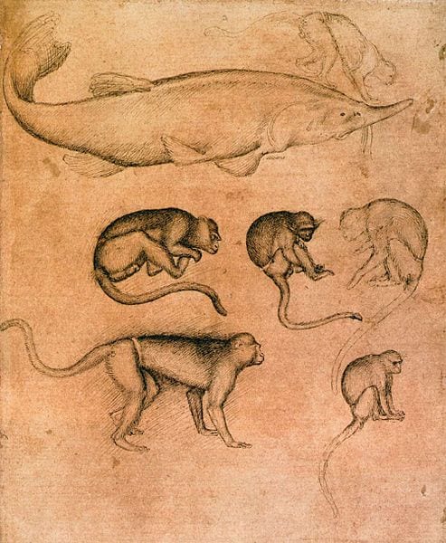 Sturgeon and six vervet monkeys.Drawings from the 1430s.Antonio di Puccio Pisano, 'Pisanello' [Public domain] via Wikimedia Commons. 