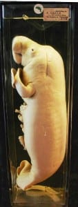 Manatee foetus preserved in fluid in the Grant Museum. LDUCZ-Z798