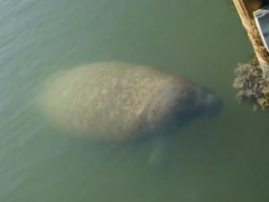 West Indian manatee in the Gulf of Mexico. 