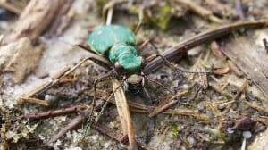 Green tiger beetle (Cicindela campestris) taken by Ian Kirk obtained from wikimedia commons