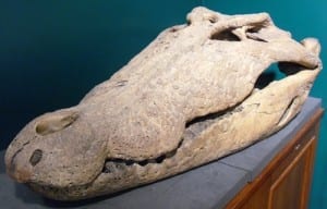 Saltwater crocodile skull in the Grant Museum. Crocodylus porosus. LDUCZ-X447