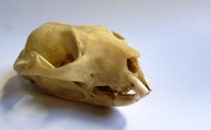 Striped possum skull in the Grant Museum. LDUCZ-Z79