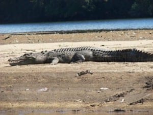 Saltwater crocodile in northern Australia (C) Jack Ashby