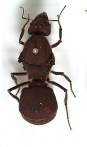 Leaf cutter ant (Atta sexdens) queen