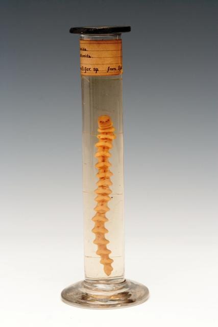 Image of Grant Museum tongue worm LDUCZ-J143 Armillifer sp. 