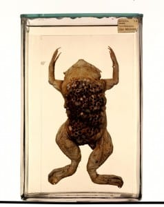 Surinam toad (Pipa pipa) LDUCZ-W332