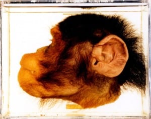 Bisected chimp (Pan troglodytes) head LDUCZ-Z2226