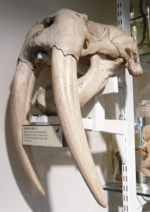 Walrus (Odobenus rosmarus) skull LDUCZ-Z2270