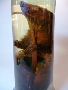 Preserved opossum, with battery removed.  Didelphidae, LDUCZ-Z2563