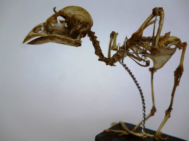 Image of Grant Museum sparrow skeleton