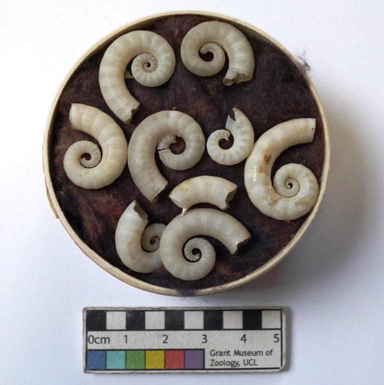 Image of Spirula shells from the Grant Museum of Zoology UCL LDUCZ-R106