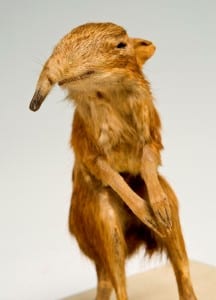 Taxidermy of an elephant shrew standing on its hindlegs with its forelimbs tucked in front on it