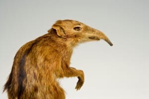Elepahnt shrew taxidermy in side profile of the upper body and head