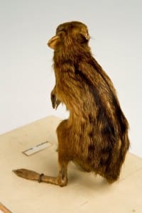 Rear view of elephant shrew taxidermy  highlighting the stripes and dots of the dark brown fur