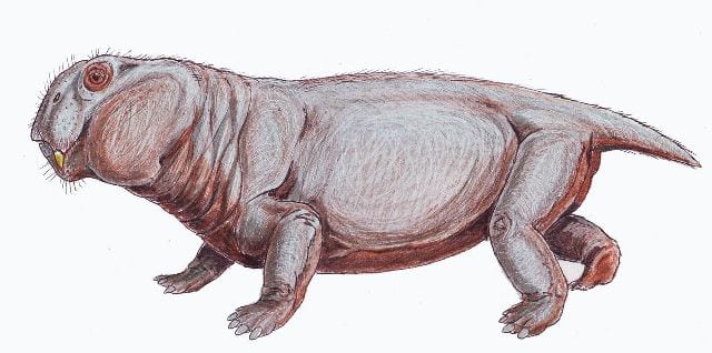 Reconstruction of Lystrosaurus murrayi Image by Dmitry Bogdanov CC BY-SA 3.0 via wikimedia 