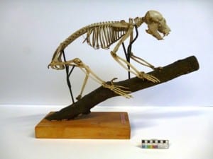 Potto skeleton (Perodicticus potto)  LDUCZ-Z407