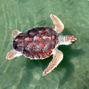 Adult loggerhead turtle. Image taken by Turtle Excluder Devices obtained from commons.wikimedia.org