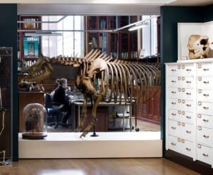 The rhino in the Grant Museum - what's his name?