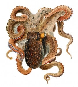 Illustration of common octopus taken by Comingio Merculiano in Jatta Giuseppe obtained from http://commons.wikimedia.org