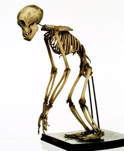 This infant chimpanzee  skeleton will be conserved  as part of  Bone Idols