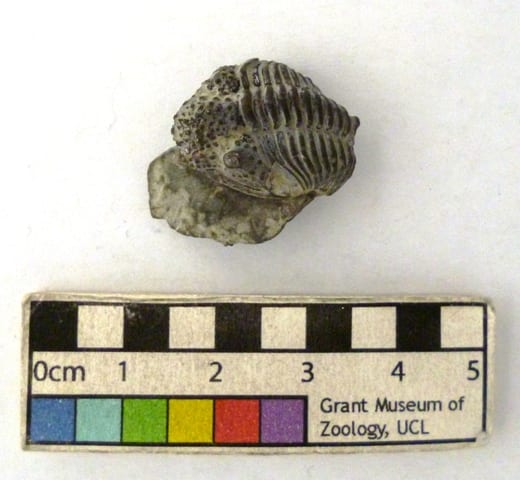 Image of LDUCZ-J7 Encrinurus punctatus fossil from the Grant Museum of Zoology UCL
