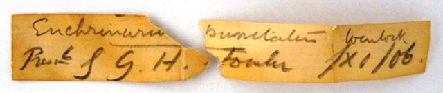 Label for LDUCZ-J7 which reads Enchrinurus [sic] punctatus Wenlock presnd by G.H.Fowler /XI/06.