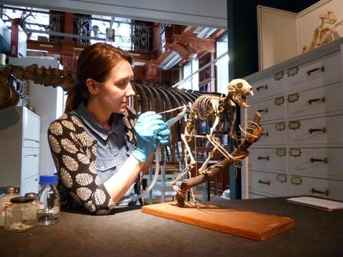 Our Conservator Emilia Kingham working on  the aye-aye skeleton in the gallery