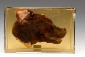 Image of LDUCZ-Z2751 bisected domestic dog head from Grant Museum of Zoology UCL