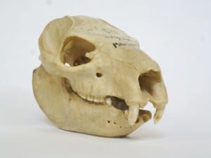Rock hyrax skull showing tusks LDUCZ-Z1743