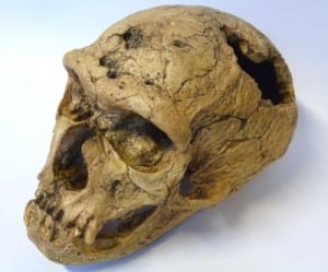 LDUCZ-Z2020 Homo neanderthalensis skull cast