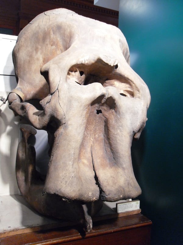 Image of LDUCZ-Z237 Elephas maximus skull in the Grant Museum