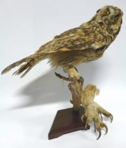 LDUCZ-Y1603 Eagle owl feet and LDUCZ-Y1604 Asio otus long-eared owl taxidermy