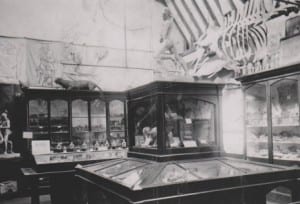 Northern bottle nose whale skeleton on display in the Albert Memorial Hall (now demolished)