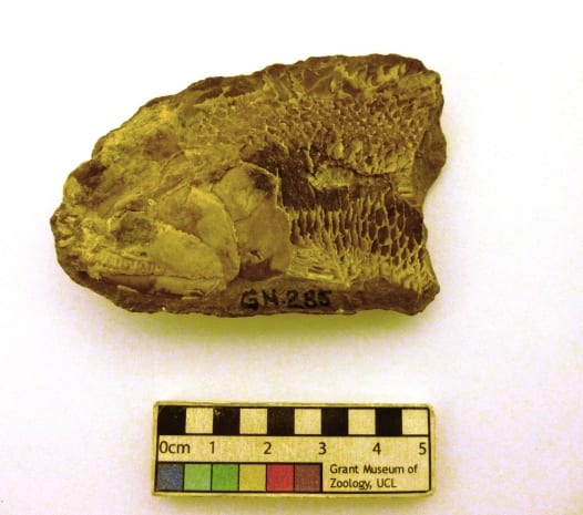 Image of LDUCZ-V609a fossil of Perleidus sp. from the Grant Museum of Zoology UCL
