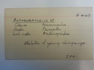 Index card for the infant chimp, with the woefully out-dated genus "Anthropopithecus"