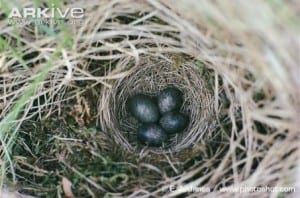 cuckoo egg in a meadow pipit nest. Can you spot the difference?