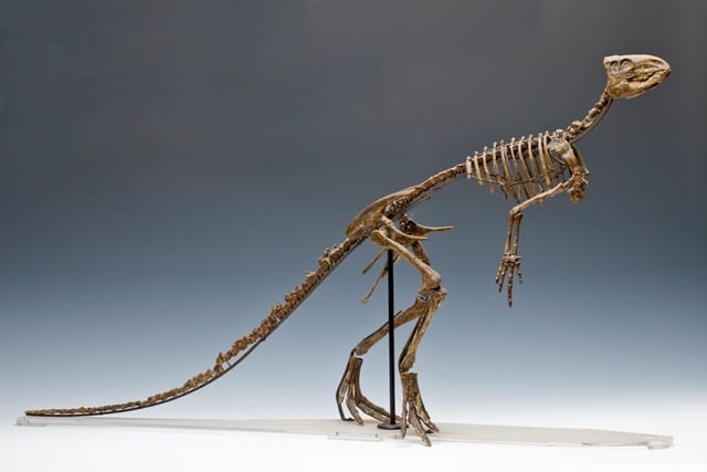 Image of LDUCZ-X185 cast of skeleton of Hypsilophodon foxii from the Grant Museum of Zoology UCL