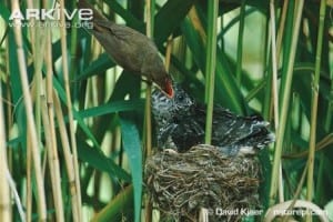 reed warbler feeding a cuckoo chick. Can you spot the difference? 