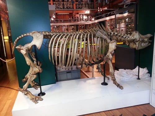 A view of the "new" rhino from within the Museum office (we believe that ours is the only office in the world with a rhino for a wall), showing that the legs all fit, and the spine is correctly positioned